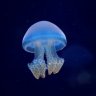 Prince Jellyfish