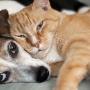 Dog-and-cat